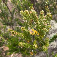 Epacris rhomibifolia at Barrington Tops National Park - 18 Dec 2023