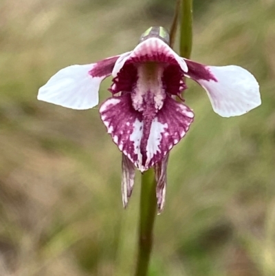 Diuris venosa (Veined Doubletail) at Moonan Brook, NSW - 18 Dec 2023 by Tapirlord