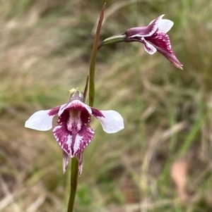 Diuris venosa at Barrington Tops National Park - 18 Dec 2023