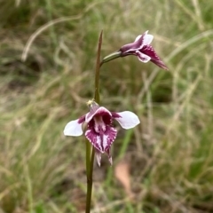 Diuris venosa at Barrington Tops National Park - 18 Dec 2023