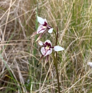 Diuris venosa at Barrington Tops National Park - suppressed