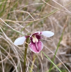 Diuris venosa at Barrington Tops National Park - 18 Dec 2023