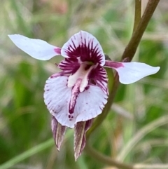 Diuris venosa (Veined Doubletail) at Moonan Brook, NSW - 18 Dec 2023 by Tapirlord