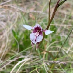 Diuris venosa at Barrington Tops National Park - suppressed