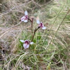 Diuris venosa at Barrington Tops National Park - suppressed