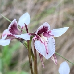 Diuris venosa at Barrington Tops National Park - suppressed