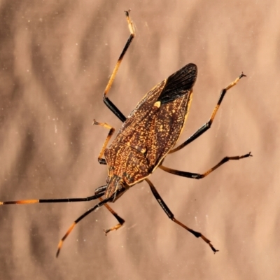 Poecilometis strigatus (Gum Tree Shield Bug) at Wodonga - 1 Feb 2024 by KylieWaldon