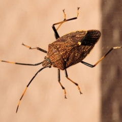 Poecilometis strigatus at Wodonga - 1 Feb 2024
