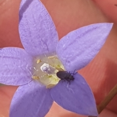 Dasytinae (subfamily) (Soft-winged flower beetle) at Jerrabomberra Grassland - 31 Jan 2024 by ChrisBenwah
