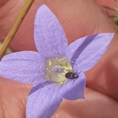 Dasytinae (subfamily) at Jerrabomberra East Offset (JE_4) - 31 Jan 2024