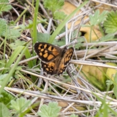 Geitoneura klugii (Marbled Xenica) at Namadgi National Park - 23 Jan 2024 by SWishart