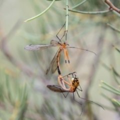 Harpobittacus australis (Hangingfly) at Mount Clear, ACT - 23 Jan 2024 by SWishart