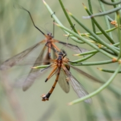 Harpobittacus australis at Namadgi National Park - 24 Jan 2024 10:40 AM