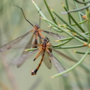 Harpobittacus australis at Namadgi National Park - 24 Jan 2024 10:40 AM