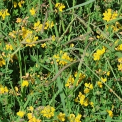 Lotus corniculatus (Birds-Foot Trefoil) at Ewart Brothers Reserve - 27 Jan 2024 by KylieWaldon