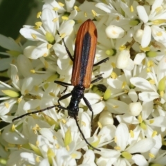 Stenoderus suturalis (Stinking Longhorn) at WREN Reserves - 27 Jan 2024 by KylieWaldon