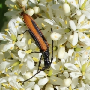 Stenoderus suturalis at Wodonga - 28 Jan 2024