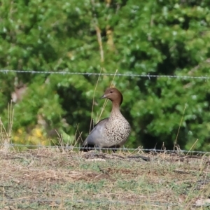 Chenonetta jubata at Ewart Brothers Reserve - 28 Jan 2024 07:45 AM