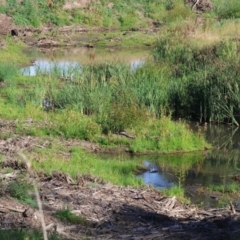 Chenonetta jubata at Ewart Brothers Reserve - 28 Jan 2024