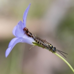 Thynninae (subfamily) (Smooth flower wasp) at Namadgi National Park - 24 Jan 2024 by SWishart