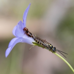 Thynninae (subfamily) at Namadgi National Park - 24 Jan 2024