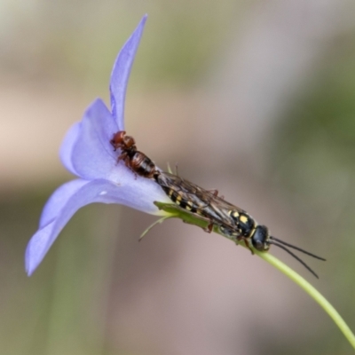 Thynninae (subfamily) (Smooth flower wasp) at Mount Clear, ACT - 23 Jan 2024 by SWishart