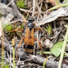 Calopompilus affectata (Spider wasp) at Mount Clear, ACT - 24 Jan 2024 by SWishart