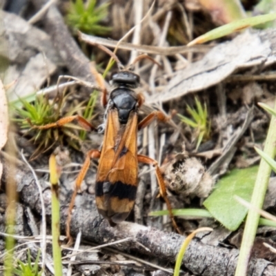 Calopompilus affectata (Spider wasp) at Mount Clear, ACT - 24 Jan 2024 by SWishart