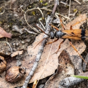 Calopompilus affectata at suppressed - 24 Jan 2024