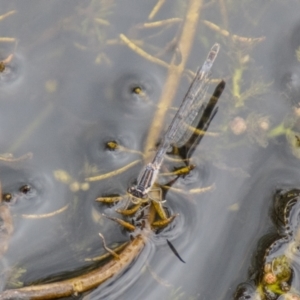 Ischnura heterosticta at Namadgi National Park - 24 Jan 2024