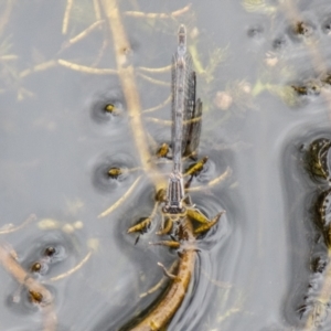 Ischnura heterosticta at Namadgi National Park - 24 Jan 2024