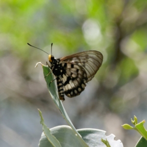 Acraea andromacha at Bungonia National Park - 29 Jan 2024 11:56 AM