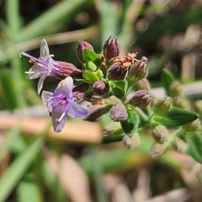 Mentha diemenica (Wild Mint, Slender Mint) at Whitlam, ACT - 1 Feb 2024 by sangio7