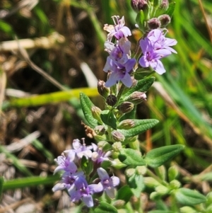 Mentha diemenica at The Pinnacle - 1 Feb 2024