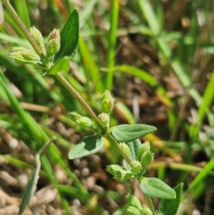 Mentha diemenica at The Pinnacle - 1 Feb 2024