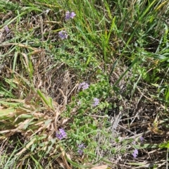 Mentha diemenica at The Pinnacle - 1 Feb 2024 11:26 AM