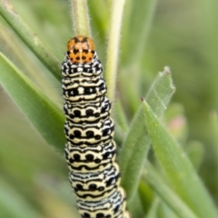 Phalaenoides tristifica at Namadgi National Park - 24 Jan 2024