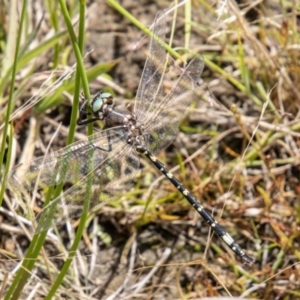 Synthemis eustalacta at Namadgi National Park - 24 Jan 2024