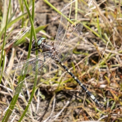 Synthemis eustalacta (Swamp Tigertail) at Namadgi National Park - 24 Jan 2024 by SWishart
