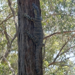 Varanus varius (Lace Monitor) at Bungonia National Park - 29 Jan 2024 by DPRees125