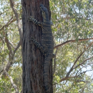 Varanus varius at Bungonia National Park - suppressed