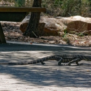 Varanus varius at Bungonia National Park - suppressed