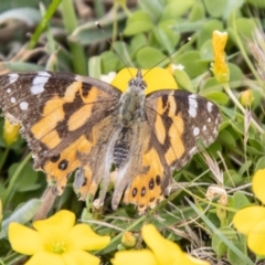 Vanessa kershawi (Australian Painted Lady) at Mount Clear, ACT - 24 Jan 2024 by SWishart