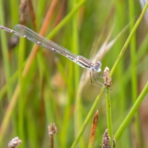 Austrolestes analis at Namadgi National Park - 24 Jan 2024