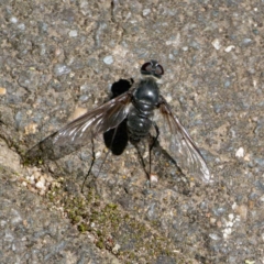 Thraxan sp. (genus) (A bee fly) at Bungonia National Park - 29 Jan 2024 by DPRees125