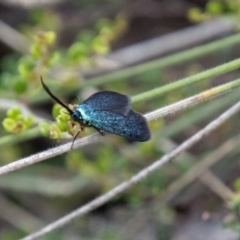 Pollanisus lithopastus (A Forester Moth) at Namadgi National Park - 24 Jan 2024 by SWishart