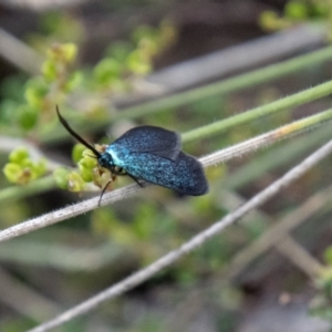 Pollanisus lithopastus at Namadgi National Park - 24 Jan 2024