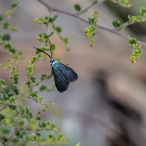 Pollanisus lithopastus at Namadgi National Park - 24 Jan 2024 01:18 PM