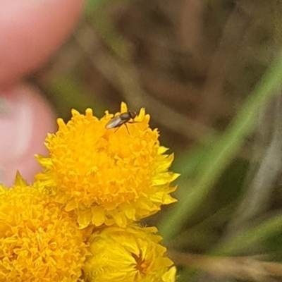 Diptera (order) (Fly - Unidentified) at Jerrabomberra East Offset (JE_4) - 31 Jan 2024 by ChrisBenwah