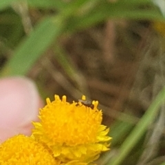 Diptera (order) at Jerrabomberra East Offset (JE_4) - 31 Jan 2024